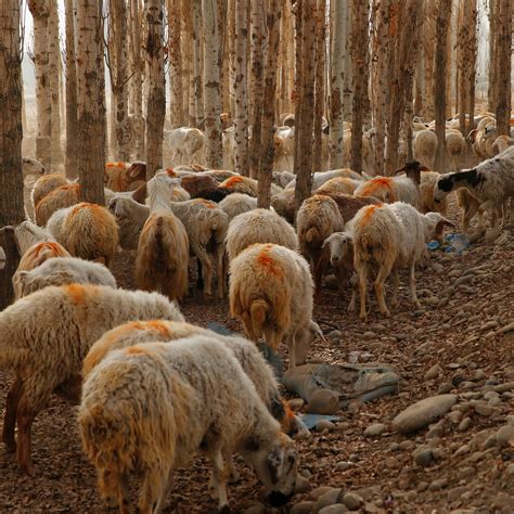 are there sheeps in china